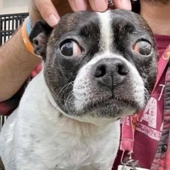 Peepers -  Boston Terrier and Pug Dog for Adoption in Spring Hill, Kansas - Peepers | PetCurious