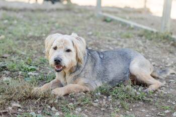Murphy -  Terrier Dog for Adoption in Newburgh, Indiana - Murphy | PetCurious