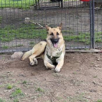 German Shepherd Dog Dogs Available for Adoption in Mount Pleasant, Texas - Milo III | PetCurious