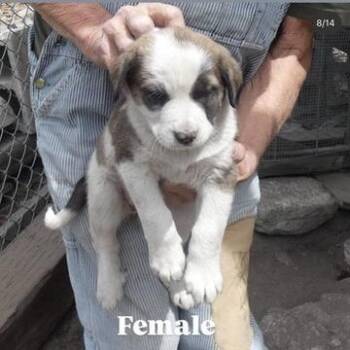Shepherd and Mixed Breed Dogs Available for Adoption in Tacoma, Washington - Caribou | PetCurious