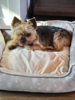 Max -  Yorkshire Terrier Dog for Adoption in Covina, California - Max | PetCurious