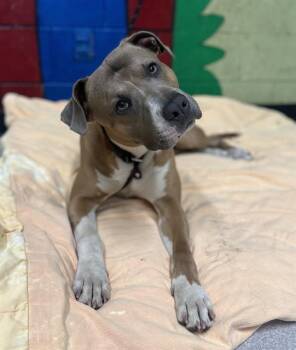 Pit Bull Terrier Dogs Available for Adoption in Indianapolis, Indiana - BUB | PetCurious