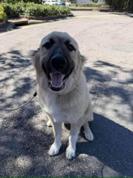 Rescue Mastiff and Great Pyrenees Dogs for Adoption in Lakeland, Florida - Milan | PetCurious