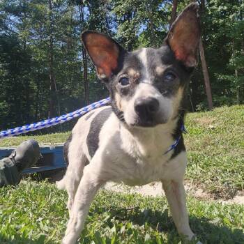 Thelma -  Jack Russell Terrier Dog for Adoption in Evensville, Tennessee - Thelma | PetCurious