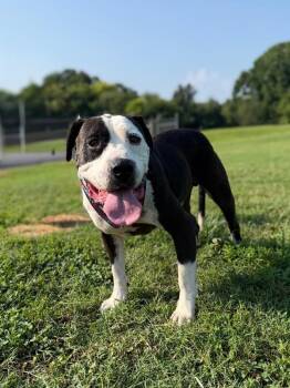 Billy Bob -  American Staffordshire Terrier Dog for Adoption in Maryville, Tennessee - Billy Bob | PetCurious