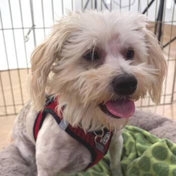 Record 14445 -  Miniature Poodle Dog for Adoption in San Francisco, California - Record 14445 | PetCurious