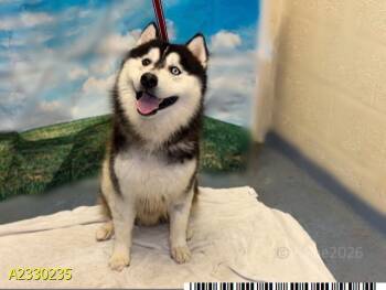 Mixed Breed Dogs Available for Adoption - RAIDEN | PetCurious