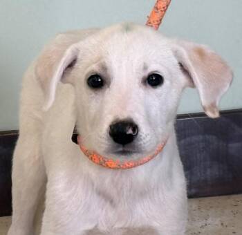 Wendy -  Great Pyrenees and Mixed Breed Dog for Adoption in Amery, Wisconsin - Wendy | PetCurious