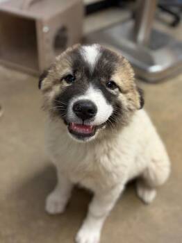 Anatolian Shepherd and Mixed Breed Dogs Available for Adoption in Lockhart, Texas - Cloe | PetCurious