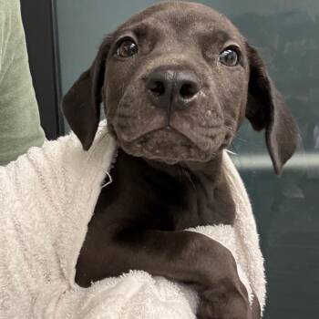 Lindsay -  Terrier and Labrador Retriever Dog for Adoption in Abilene, Texas - Lindsay | PetCurious