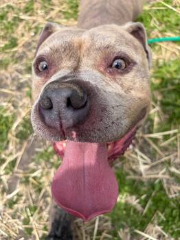 Helmut -  Pit Bull Terrier Dog for Adoption in Chicago, Illinois - Helmut | PetCurious