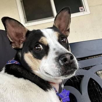 Jax -  Terrier and Mixed Breed Dog for Adoption in San Francisco, California - Jax | PetCurious