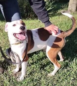 Rescue Hound Dogs for Adoption in Clay City, Kentucky - Dalton | PetCurious