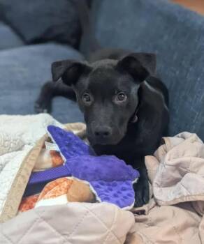 Tucker -  Black Labrador Retriever Dog for Adoption in Tacoma, Washington - Tucker | PetCurious