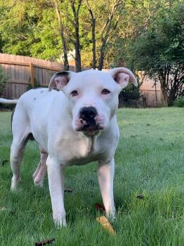 Rescue Pit Bull Terrier Dogs for Adoption in Holly Springs, Mississippi - Iggy | PetCurious