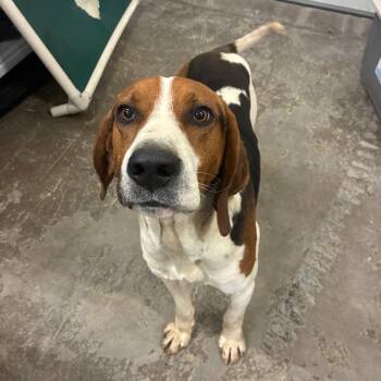 Mixed Breed Dogs Available for Adoption - Texas | PetCurious