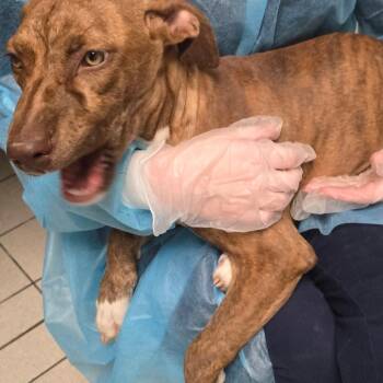 Water Girl -  Mixed Breed Dog for Adoption in Charleston, West Virginia - Water Girl | PetCurious