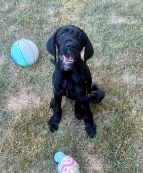 Kira -  Labradoodle and Retriever Dog for Adoption in Glocester, Rhode Island - Kira | PetCurious