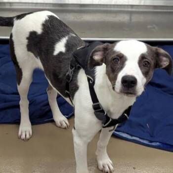 Jelly bean -  Mixed Breed Dog for Adoption in Dandridge, Tennessee - Jelly Bean | PetCurious