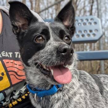 Mixed Breed Dogs Available for Adoption in West Olive, Michigan - Skittles | PetCurious