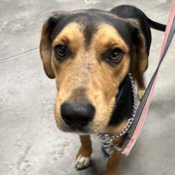Hound Dogs Available for Adoption - Roscoe | PetCurious