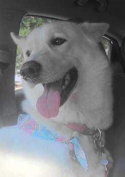 Rescue Husky and German Shepherd Dog Dogs for Adoption in Horn Lake, Mississippi - ZCL-D-Ghost | PetCurious