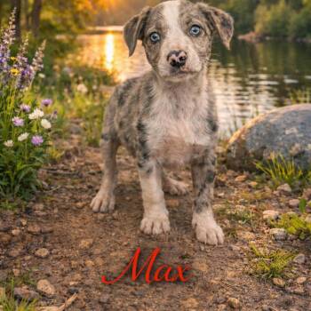 Mixed Breed Dogs Available for Adoption - Max | PetCurious