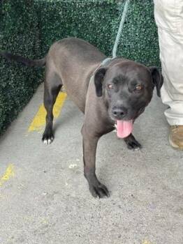 Pit Bull Terrier and Mixed Breed Dogs Available for Adoption in El Paso, Texas - 60859284 | PetCurious