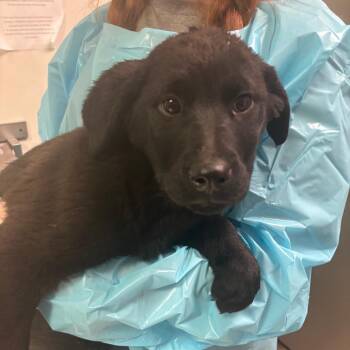 Mixed Breed Dogs Available for Adoption - Bacardi | PetCurious