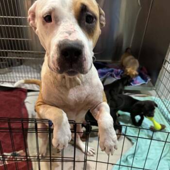 Journey -  Pit Bull Terrier and American Bulldog Dog for Adoption in Pinellas Park, Florida - Journey | PetCurious