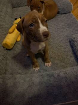 American Bulldog Dogs Available for Adoption - Hulk | PetCurious