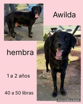 Mixed Breed Dogs Available for Adoption in San Juan, San Juan - Awilda | PetCurious