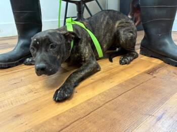 Elisa -  Staffordshire Bull Terrier and Catahoula Leopard Dog Dog for Adoption in Fayetteville, Tennessee - Elisa | PetCurious
