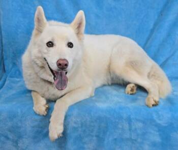 Husky and Shepherd Dogs Available for Adoption in New York, New York - November | PetCurious