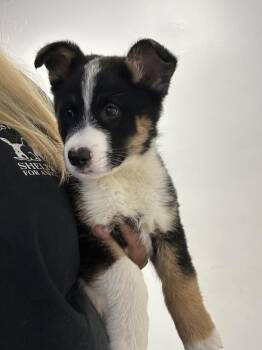 Shepherd and Corgi Dogs Available for Adoption - Gunner | PetCurious