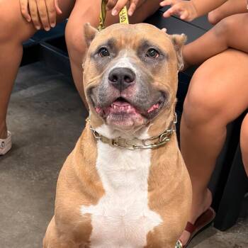 Kash -  Terrier Dog for Adoption in Tampa, Florida - Kash | PetCurious