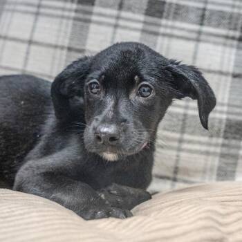 Princess Leia -  Labrador Retriever and Mixed Breed Dog for Adoption in Pawling, New York - Princess Leia | PetCurious