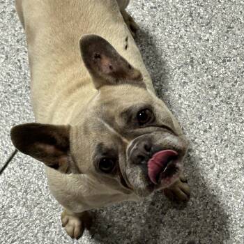 Ginger -  French Bulldog Dog for Adoption in Antwerp, Ohio - Ginger | PetCurious