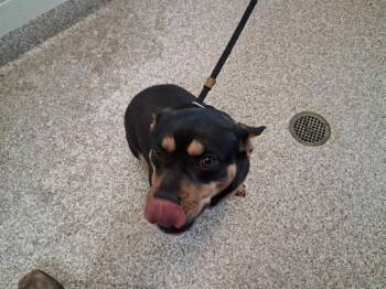 Cardigan Welsh Corgi and Mixed Breed Dogs Available for Adoption - ELOISE | PetCurious