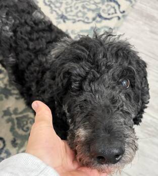 Standard Poodle Dogs Available for Adoption in Carrollton, Texas - ROMEO | PetCurious