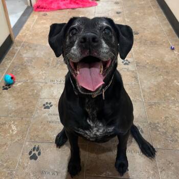 Boxer and Mixed Breed Dogs Available for Adoption - Val | PetCurious