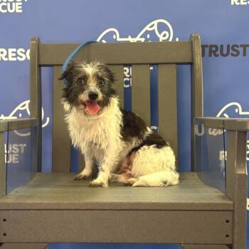 FIREFLY -  Terrier Dog for Adoption in Waterford, New Jersey - FIREFLY | PetCurious