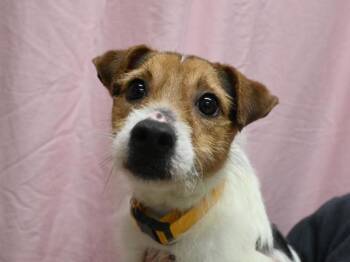 Buck -  Jack Russell Terrier Dog for Adoption in Portland, Oregon - Buck | PetCurious