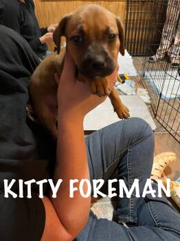 Rescue Mixed Breed Dogs for Adoption in Klamath Falls, Oregon - Kitty Foreman | PetCurious