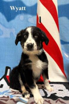Wyatt -  Australian Shepherd Dog for Adoption in Celina, Ohio - Wyatt | PetCurious