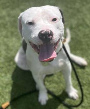 Sid -  Mixed Breed Dog for Adoption in Hamilton, Ohio - Sid | PetCurious