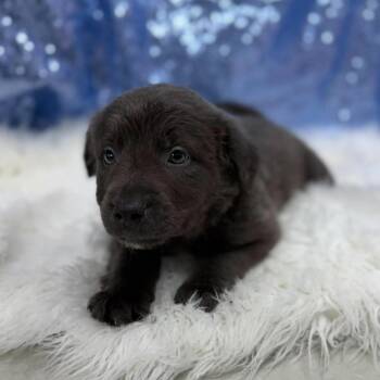 Cheddar -  Retriever and Mixed Breed Dog for Adoption in Cedarburg, Wisconsin - Cheddar | PetCurious