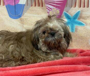 Shih Tzu Dogs Available for Adoption in Sedalia, Colorado - Spiny-Knee Leaf | PetCurious