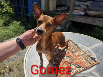 Rescue Chihuahua and Rat Terrier Dogs for Adoption in South Kingstown, Rhode Island - Gomez Adams | PetCurious