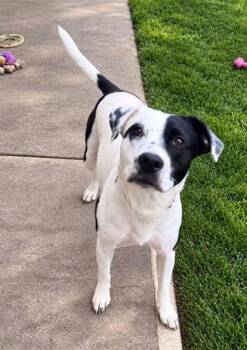 Freckles -  Dalmatian and Mixed Breed Dog for Adoption in Humboldt, Iowa - Freckles | PetCurious